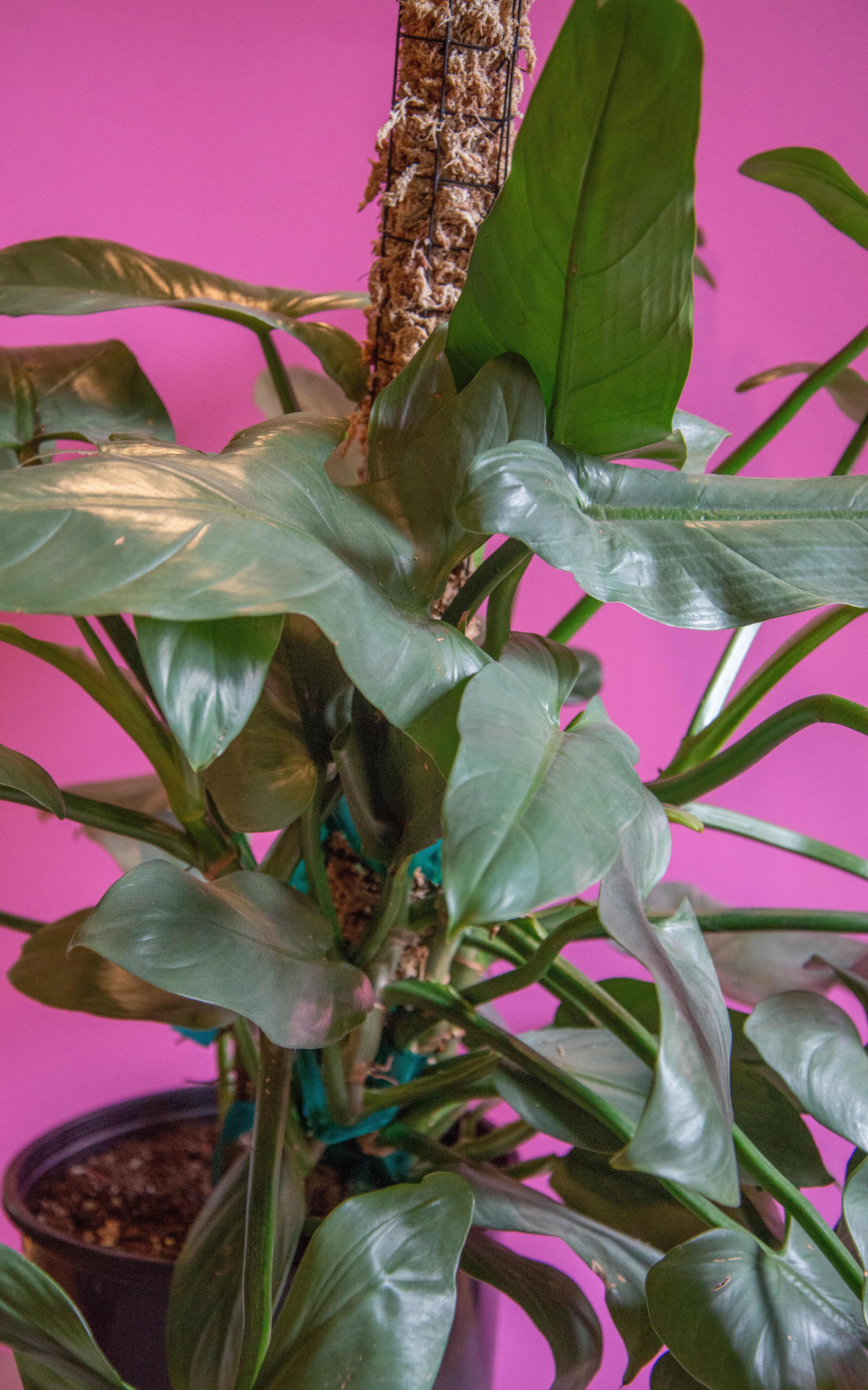Philodendron Silver Sword