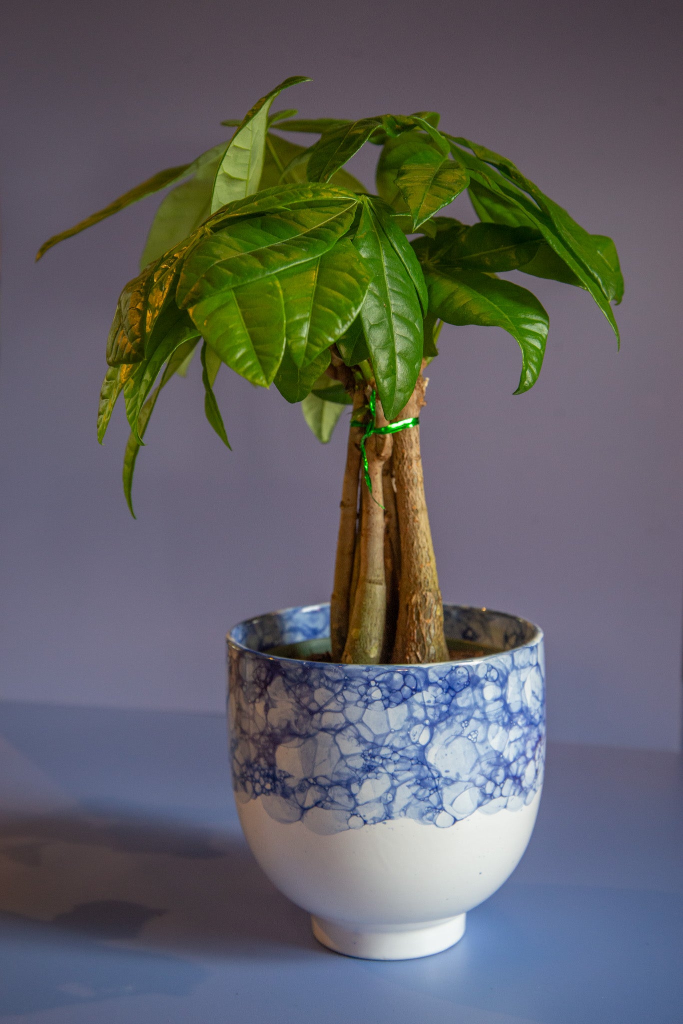 Pachira Money Tree