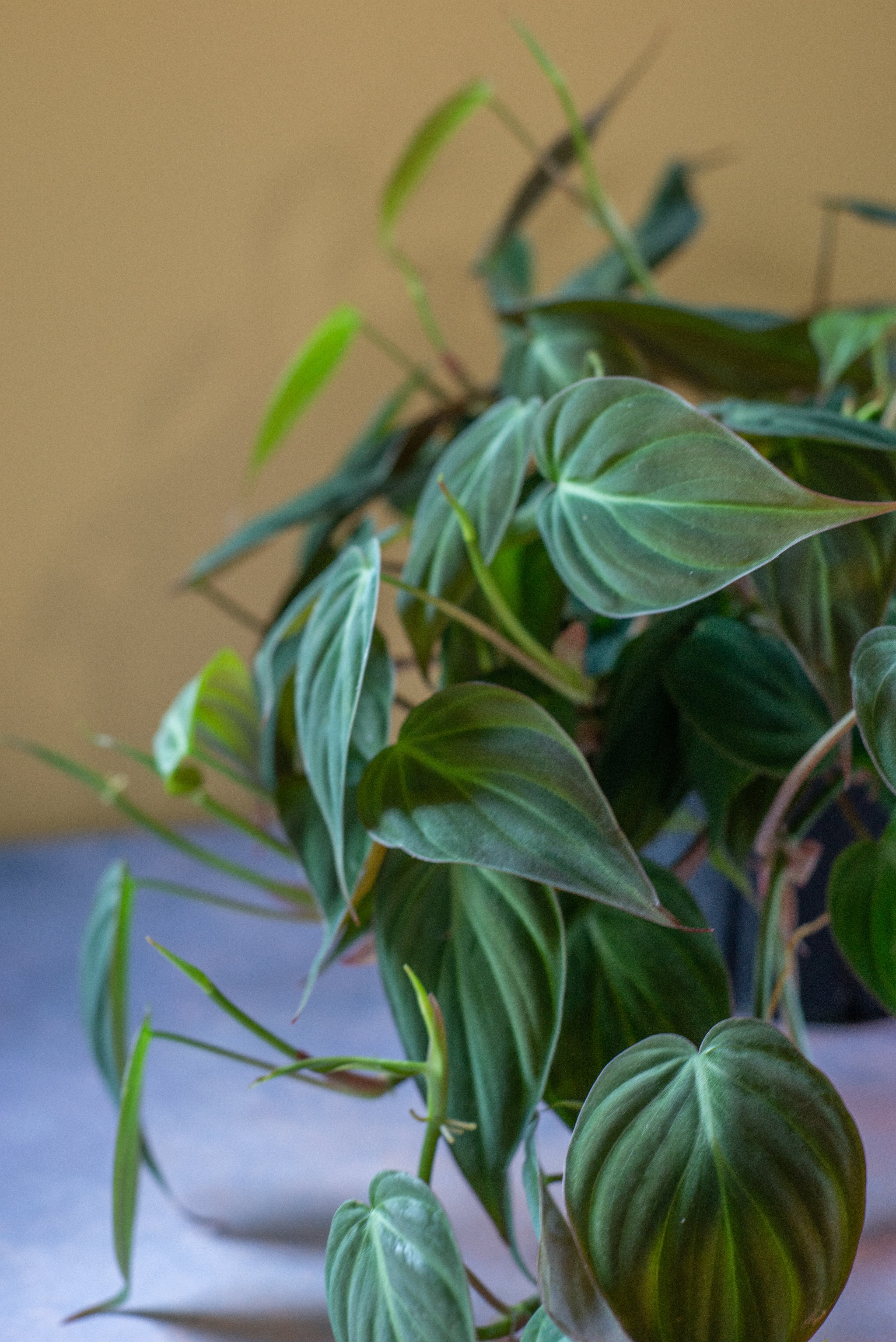 Philodendron Micans