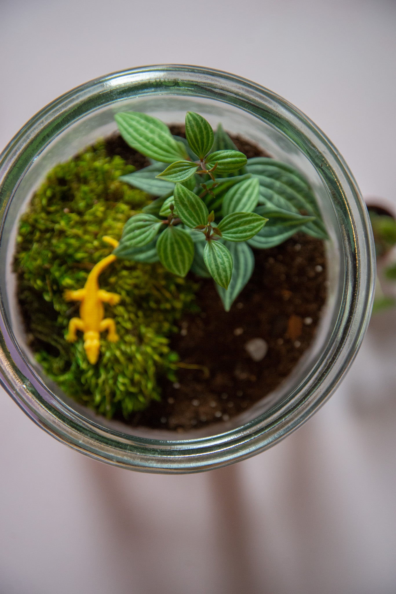 Terrarium Workshop (VA)