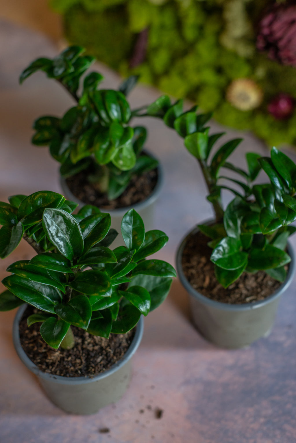 ZZ Plant